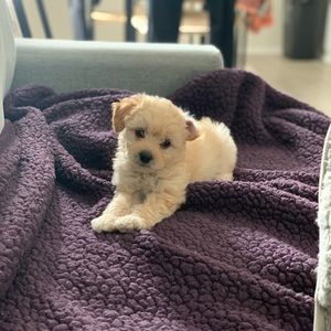 Meet your Posher, Allison